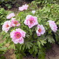 Tree Peony